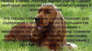 кокер спаниель описание породы содержание и уход
