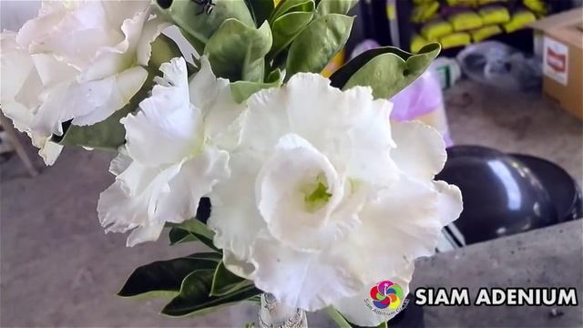 Rosy Adenium "White Snow" смотреть онлайн