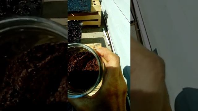 Ресвератрол из косточек синего винограда делаем сами!!!