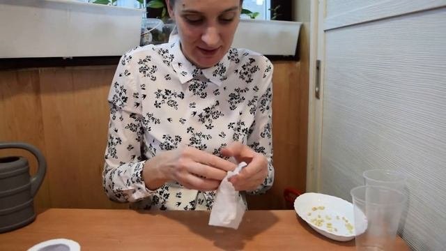 Как вырастить лимонное дерево? из семян ? - невероятный способ. Юные садовод
