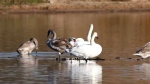 Крик молодого лебедя-шипуна (Cygnus olor). Птицы Беларуси.