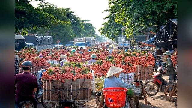 Личи. Выращивание личи, его полезные свойства и вред