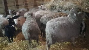 Обзор фермы моих помесных овец и ягнят помесей Дорпера 50%