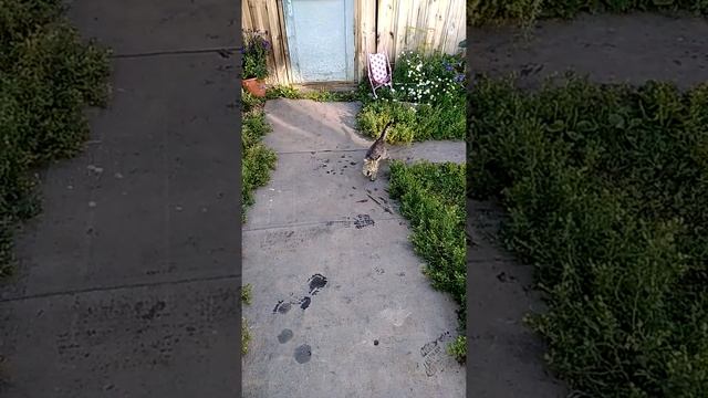 Наш котенок, которого мы подобрали зимой ,брошенного на улице. Приучаем ловить мышей. смотреть онлайн