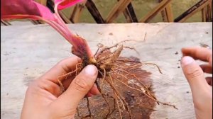 How To Divide Stromanthe Trioster Plant.How To Propagate Stromanthe Trioster Plant