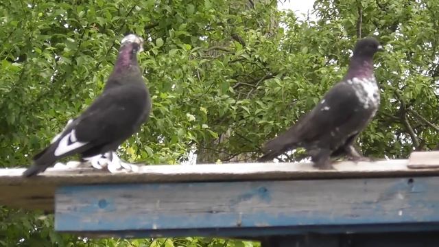 Хотите много Голубят за Сезон? Делайте это голубям обязательно! смотреть онлайн