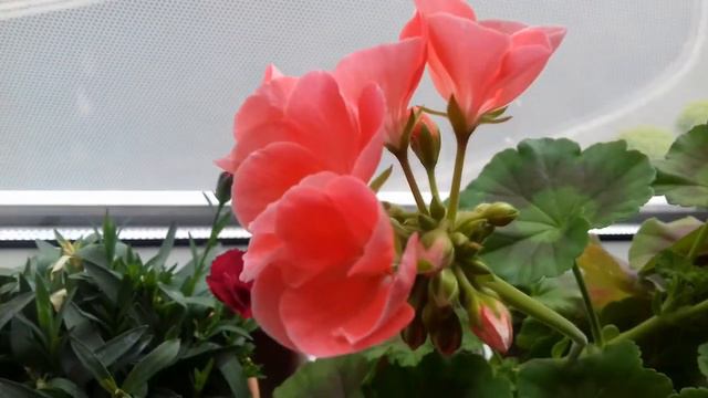Тефтели с кабачком. Кабачки тушенные.  Летний обед. Мои цветы. Герань, антуриум,  орхидеи,  алоэ.