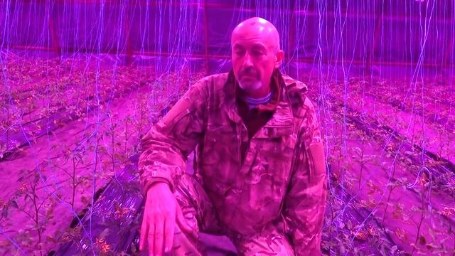 Досветка растений на примере томатов. Светодиодные фитолампы для подсвтетки рассады и растений