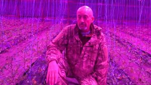 Досветка растений на примере томатов. Светодиодные фитолампы для подсвтетки рассады и растений