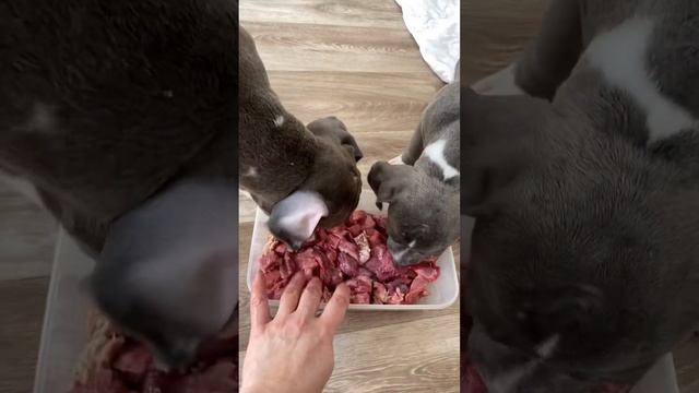 ❤️ПОРОСЯТКИ❤️#амстафф #стаффорд #американскийстаффордширскийтерьер #щенки смотреть онлайн