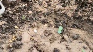 Отзыв клиента на прямостенную теплицу 3,5 на 8