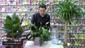 Спатифиллум уход в домашних условиях / цветок женское счастье