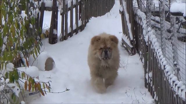 Хаммер, чау-чау мальчик 6 месяцев смотреть онлайн