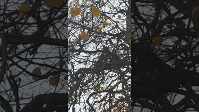 Молодая кошка ловит ворон которые её дразнят смотреть онлайн