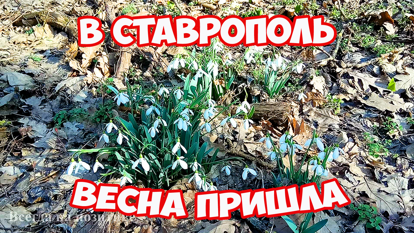 Весна пришла в Ставрополь! Парк Победы в Ставрополе. Первые подснежники в лесу