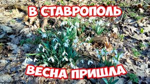 Весна пришла в Ставрополь! Парк Победы в Ставрополе. Первые подснежники в лесу