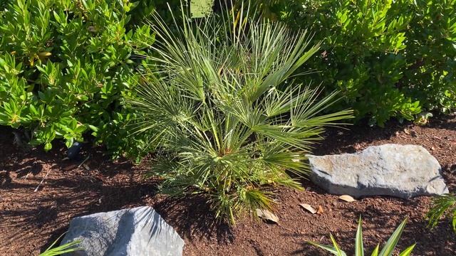 Chamaerops humilis such a great palm for the Pacific Northwest and fast growing too!
