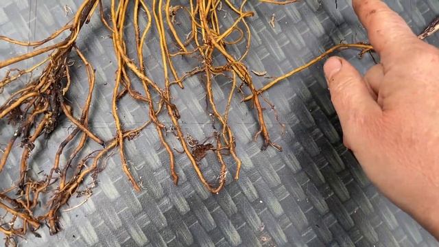 ПОДРОБНАЯ ИНСТРУКЦИЯ ПО ОСЕННЕЙ ПОСАДКИ КЛЕМАТИСА