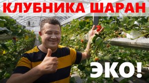 Ура! Молодцы Наконец-то экологически чистая, вкусная земляника