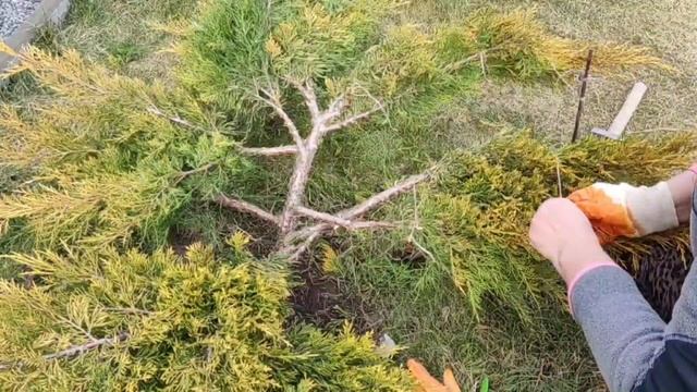Формируем спираль из можжевельника среднего | Формировка можжевельника в спираль