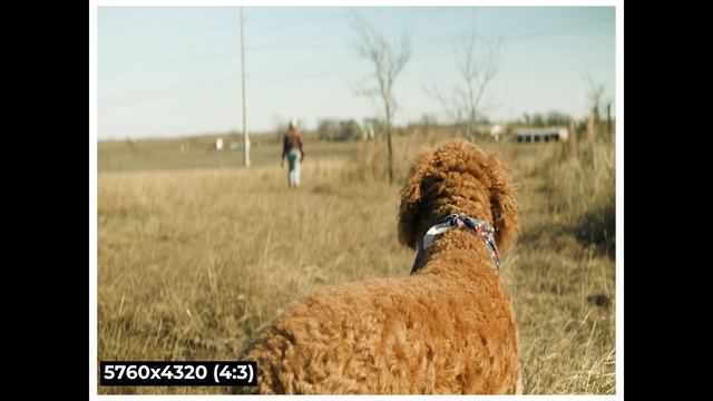 SIRUI 35mm Anamorphic Lens on the Lumix GH6 - Review & Test Footage! смотреть онлайн