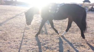 Шамбон   рысьКаприз