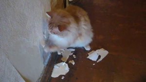 Cat and overhaul of the apartment - кот делает капитальный ремонт в квартире