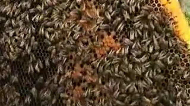 Сны пчел ч.1 (5) Сны весенние Э.Б. смотреть онлайн