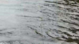 рыбалка на реке вишера п Вёлс