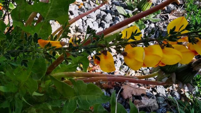 锦鸡儿 (Caragana) 2019-05-12 смотреть онлайн