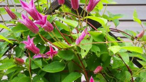 34  Клематисы.  Дачные картинки 2018