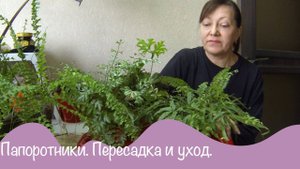 Комнатные цветы. Папоротники. Пересадка. Уход.