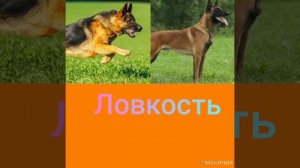 немецкая овчарка против Малинуа