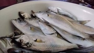 Луфарь-хищная рыба! А какая вкусная! Новый Свет. Крым.