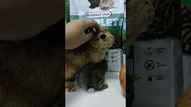 Каким кормом кормить карликового кролика