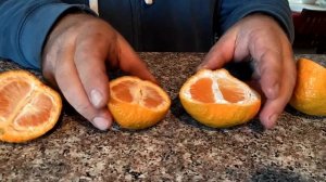 Сравнение мандаринов сортов Okitsu Wase Satsuma и Owari Satsuma