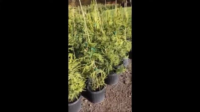 Cryptomeria Japonica Tree Production смотреть онлайн