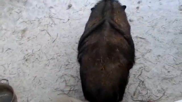 Вьетнамские вислобрюхие поросята в зимние морозы на улице. смотреть онлайн