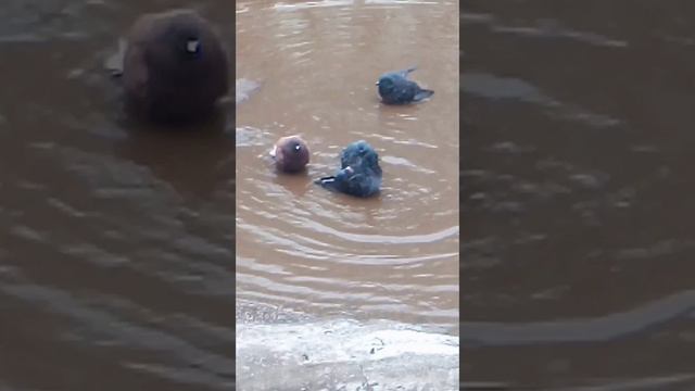 голуби