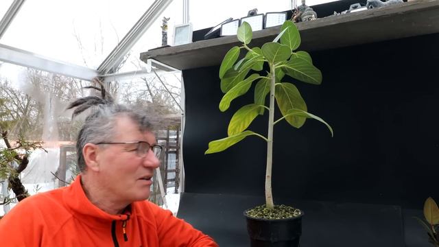 Ficus Friday, Three Trees Again, The Bonsai Zone, March 2023 смотреть онлайн