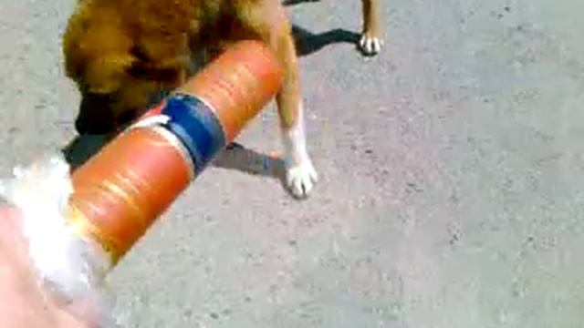 собаки ставрополье смотреть онлайн