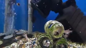 Аквариумные рыбки Орнатус Фантом красный