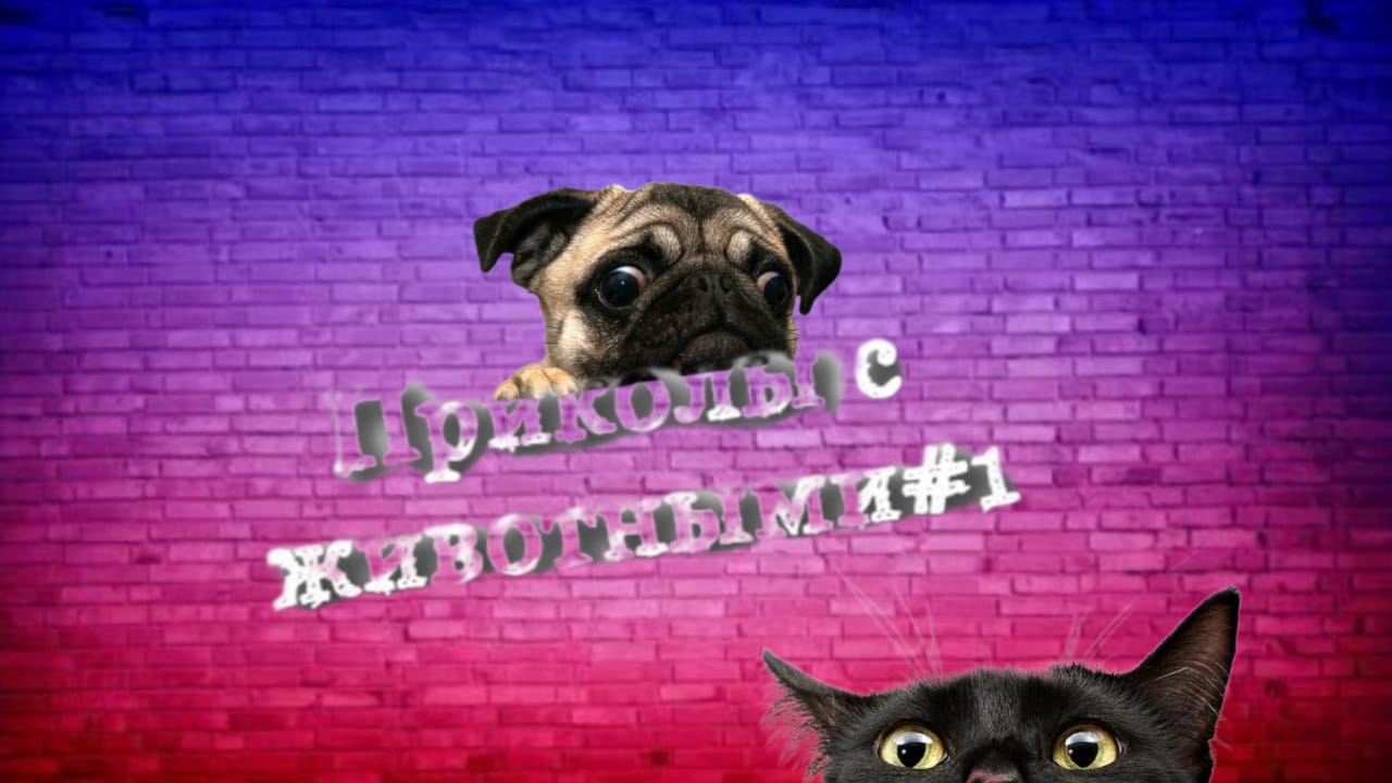 Подборка приколов/кошек/собак/#1