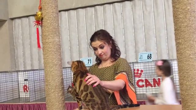 Magic Miracle Jaguar Jangle на выставке в классе котят. Эксперт - Евгения Сороченко. смотреть онлайн