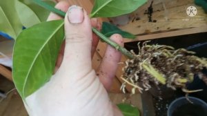 Воздушная отводка лимона Лунарио, результат укоренения, отсоединение от маточного куста.