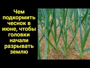 Чем подкормить чеснок в июне, чтобы головки начали разрывать землю по швам