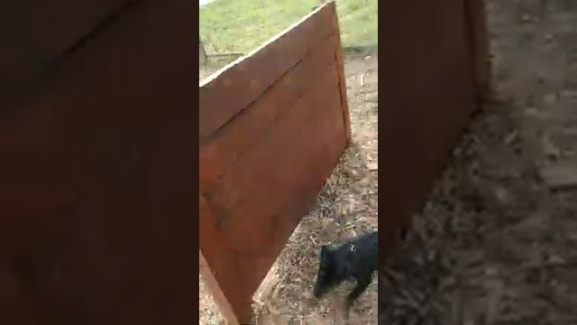 Барьер? Легко))) Ягдтерьер Умка Ума смотреть онлайн