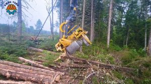 200 Amazing Fastest Big Tree Felling Cutting Equipment Working
