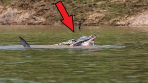 Специалисты потеряли дар речи, когда заметили ЭТО на поверхности воды! Такое нечасто увидишь!