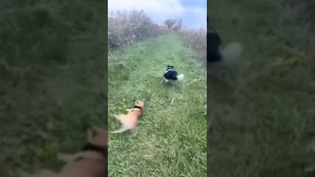 Некогда объяснять! За мной! #shorts #dog #cat #animals #video #smile